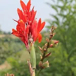 La Rupe Del Falco * Monteciccardo