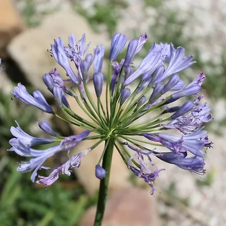 La Rupe Del Falco Apartment