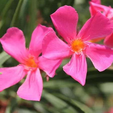 Apartment La Rupe Del Falco