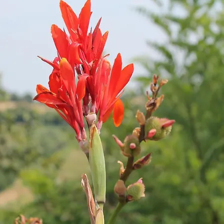 La Rupe Del Falco * Monteciccardo